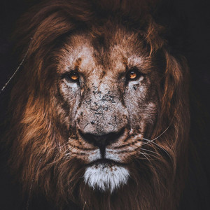 Mufasa's Theme by Day Dreamer