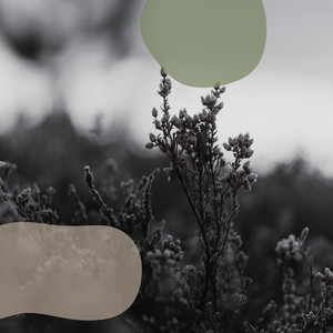 Settling by J. Alke