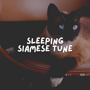 Sleeping Siamese Tune album