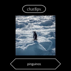 pinguinos by chat8px