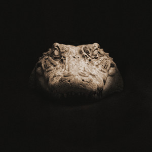 Alligator by Echo Bloom