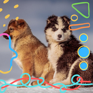 Puppy Training - Background Music album