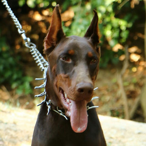 Dog by Dih