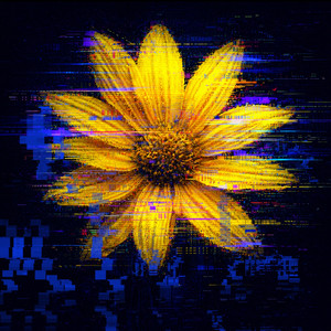 Bloom by Veilr