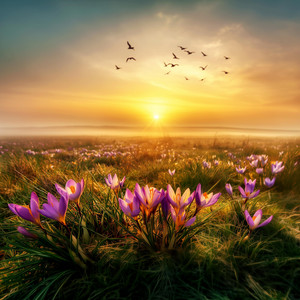 Spring Is Calling by Serene Station