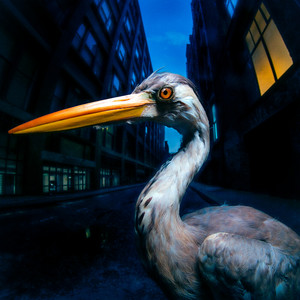 Cover artwork for Decoding Birdsong by Antony Szmierek