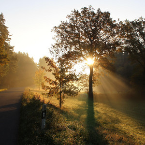 Sunny morning