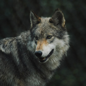 All This Time by WOLF