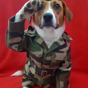 PERRO COLFAP by Problem-M9