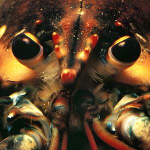 SuperLobster by Sonnyjim