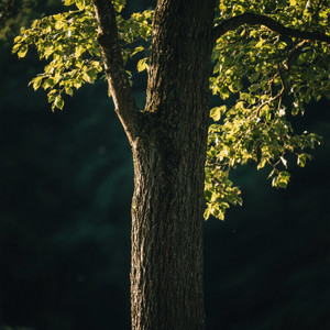 blaue Spur - Milikmu