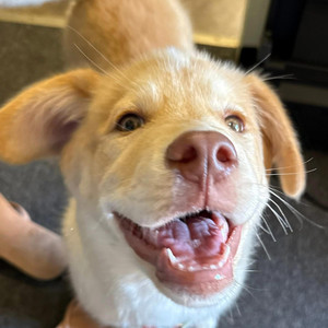 Hey Rose - star wanted a rick and morty interlude