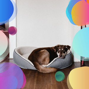 Grand Quintet Jazz - Bgm for Chilled Dog Moments album