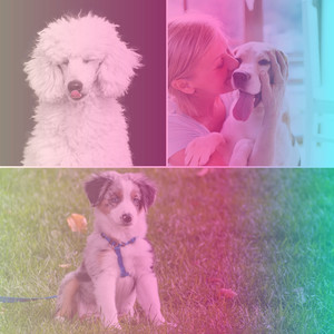Music for Laughing Dogs - Soprano Sax Solo album
