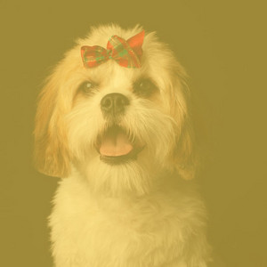 Bright Bgm for Traveling with Dogs album