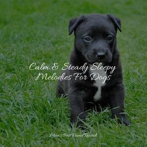 Calm & Steady Sleepy Melodies For Dogs album