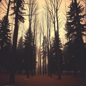 Harmony Among Trees by Mystique Melody
