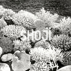 Us by Shoji