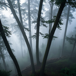 niebla en la floresta by Randy three 7