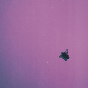 flyonthewall by dye