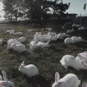 SNOW BUNNYZ by Xam