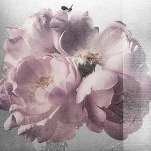 Rose by LFLH, Franz Kaffa, Sefff, Sushitherapie