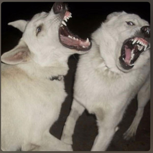 Racks all in the coupe