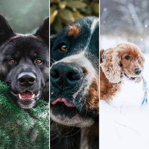 Echoes of Beaming Pups album