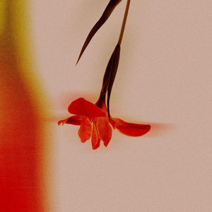 Digital Flower by Otrebor