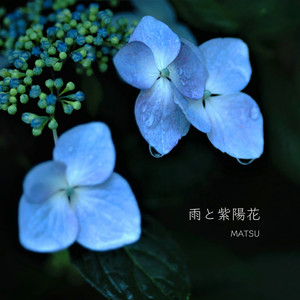 MATSU - Rain and Hydrangea