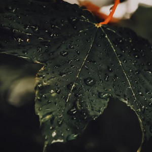 gotas de folhas by seka