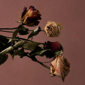 Fiori Secchi by jo