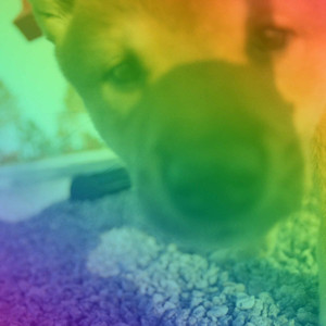 Echoes of Wonderful Doggies album