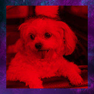 Feelings for Dog Training album