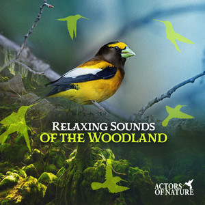 Relaxing Sounds of the Woodland album
