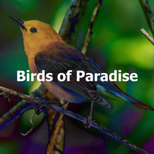 Birds of Paradise album