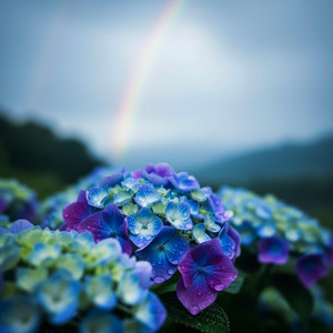 Hydrangea Rain by 4Rabbit
