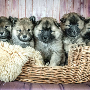 Background Music for Relaxed Dogs album