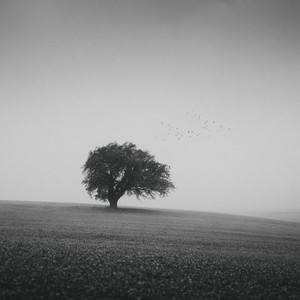 Peace by ARTHER