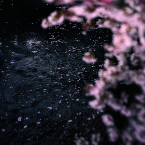 樱時雨 ～ Rainfall Reverie by 春野杉卉