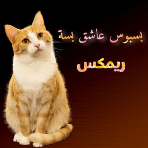 بسبوس عاشق بسة ريمكس - لارا - Single by بنك الأغاني | Spotify