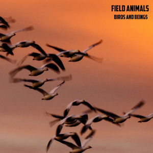 Afternoon Cricket and Birds by Field Animals