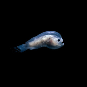 Sturgeon by Oxis