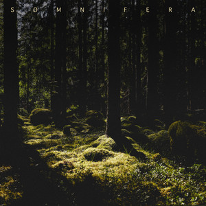Forest Light by Somnifera