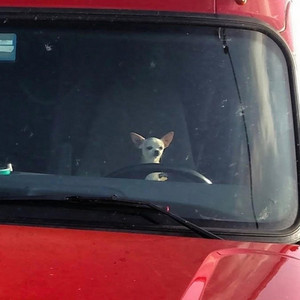 coco boum boum - Fake ID