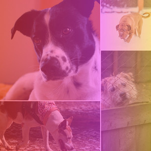 Amazing Ambiance for Dog Adventures album