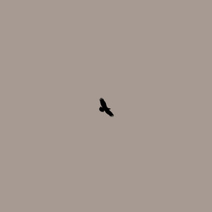 Portada de Freebird