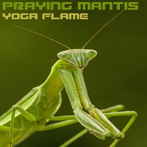 Portada de Praying Mantis