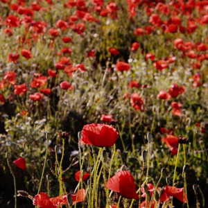 Romantic Speaker - I love flowers