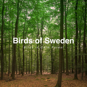 Birds of Sweden - Chaffinch Forest Sounds